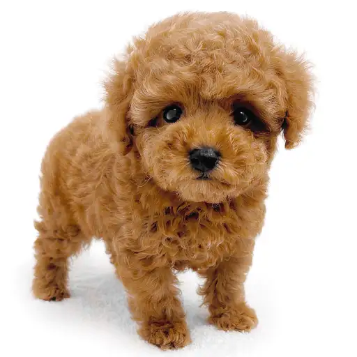 トイ・プードル