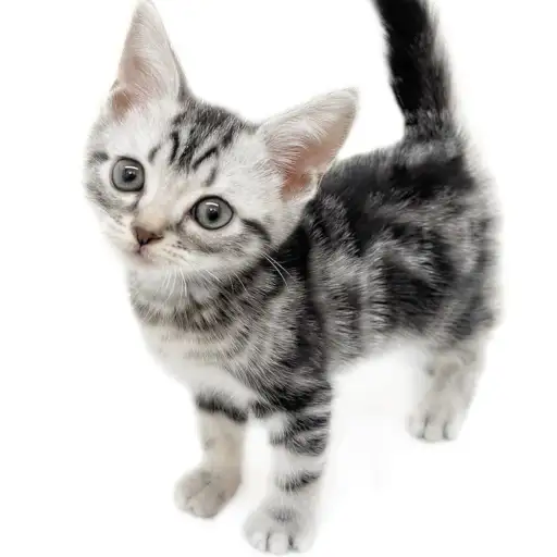 アメリカンショートヘア