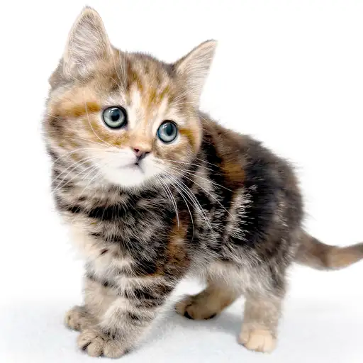 アメリカンショートヘア