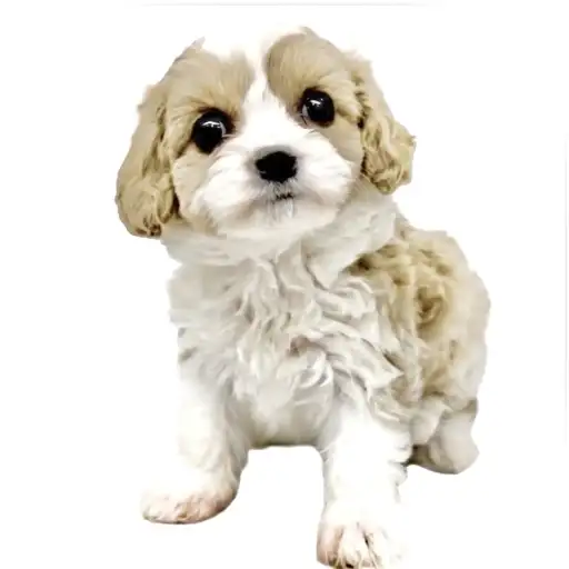 MIX（キャバリアキングチャールズスパニエル×ビションフリーゼ）