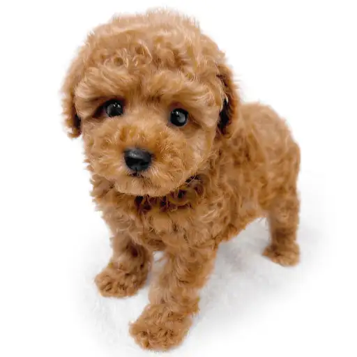 トイ・プードル