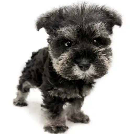 ミニチュア・シュナウザー