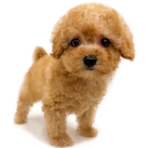 トイ・プードル