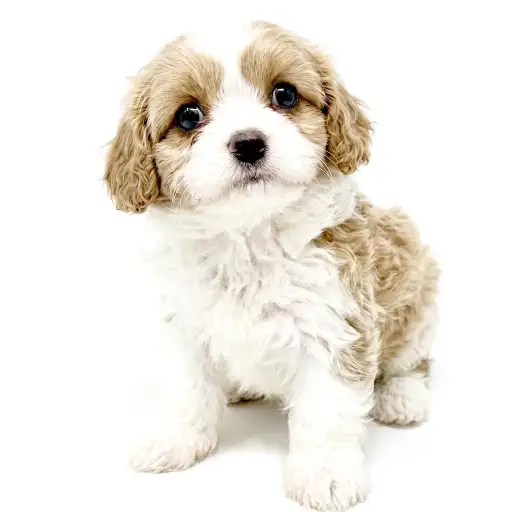 MIX（キャバリアキングチャールズスパニエル×ビションフリーゼ）