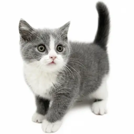 ブリティッシュショートヘア