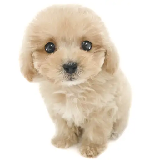 MIX（マルチーズ×トイプードル）