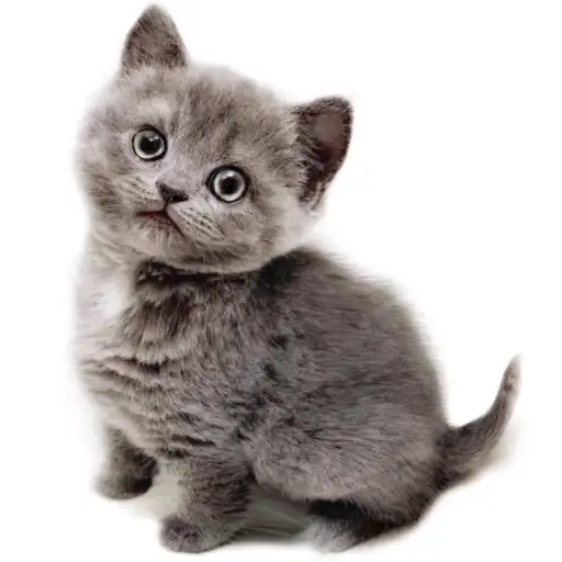 ブリティッシュショートヘア