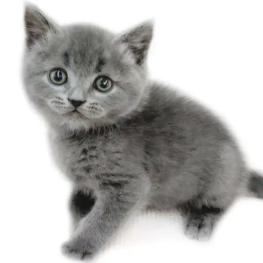 ブリティッシュショートヘア