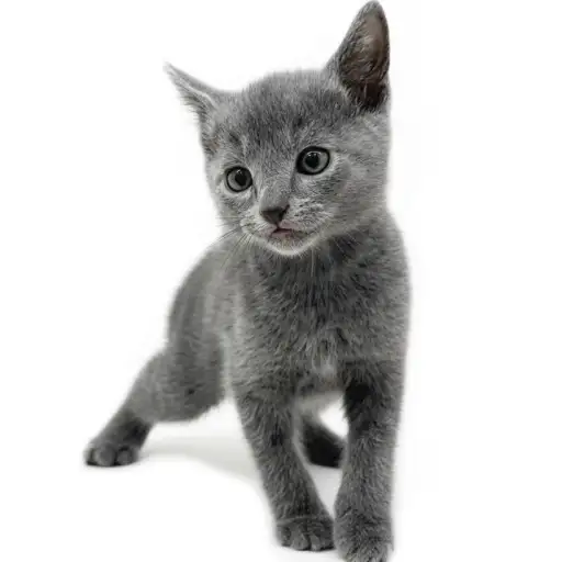 ロシアンブルー