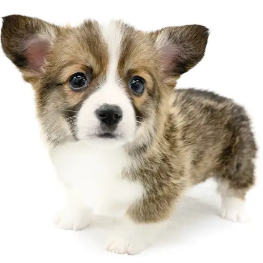 ウェルシュコーギーペンブローク