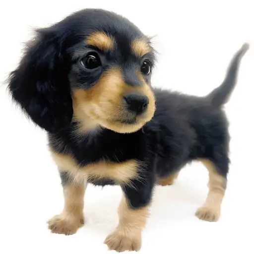 カニンヘン・ダックスフント