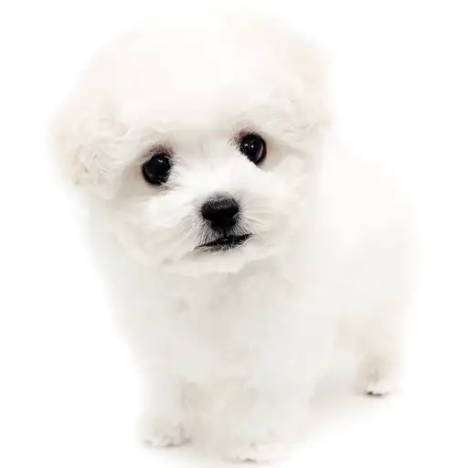 ビションフリーゼ