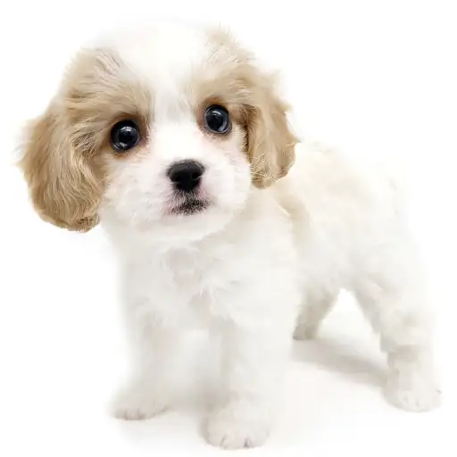 MIX（キャバリアキングチャールズスパニエル×ビションフリーゼ）