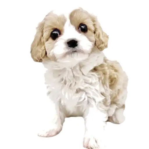 MIX（キャバリアキングチャールズスパニエル×ビションフリーゼ）