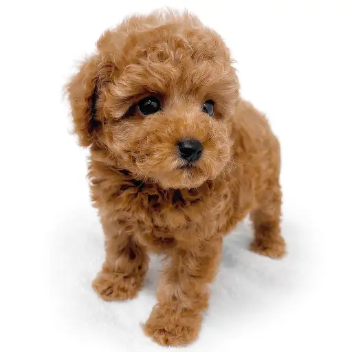 トイ・プードル