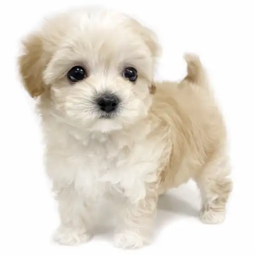 MIX（トイプードル×マルチーズ）