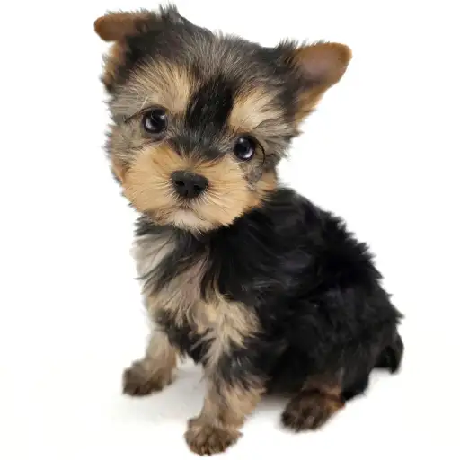 ヨークシャーテリア