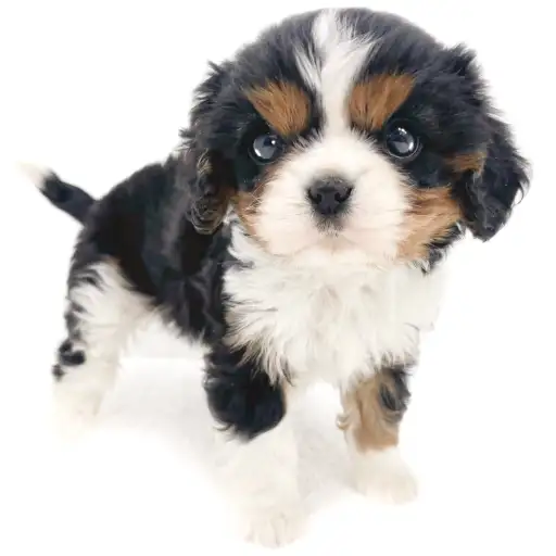 キャバリア・キングチャールズ・スパニエル