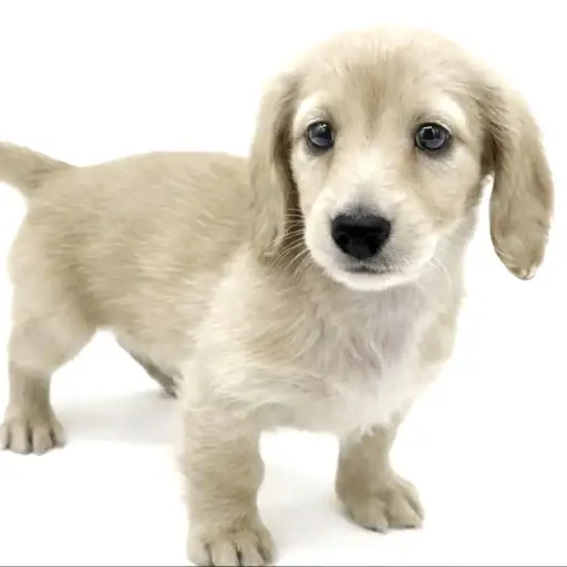 ミニチュア・ダックスフント