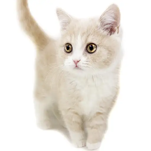 ブリティッシュショートヘア