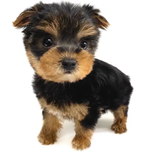 ヨークシャーテリア