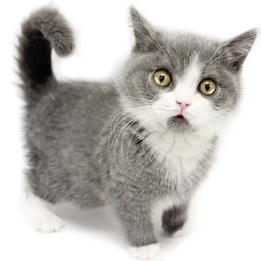 ブリティッシュショートヘア