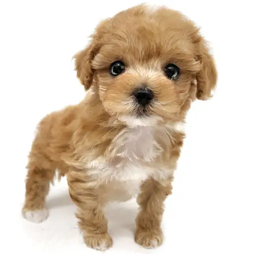 MIX（マルチーズ×トイプードル）