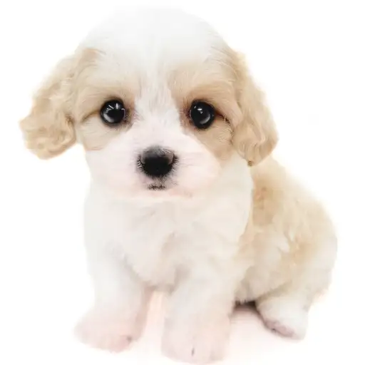 MIX（キャバリアキングチャールズスパニエル×ビションフリーゼ）