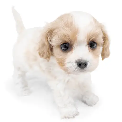 MIX（キャバリアキングチャールズスパニエル×ビションフリーゼ）