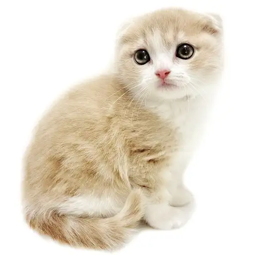 スコティッシュフォールド