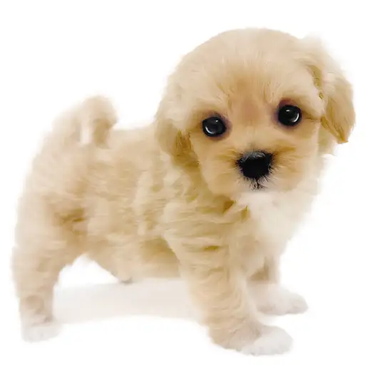 MIX（マルチーズ×トイプードル）