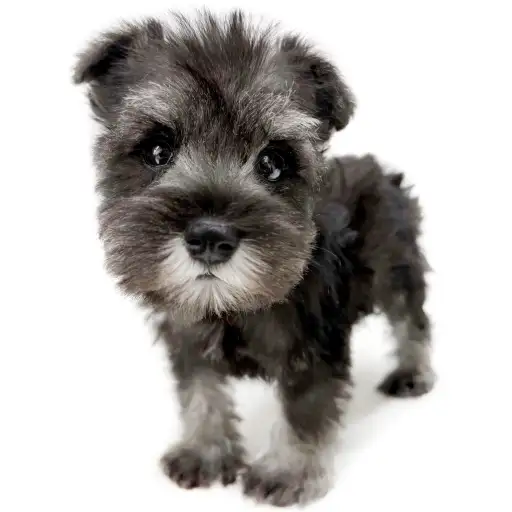 ミニチュア・シュナウザー