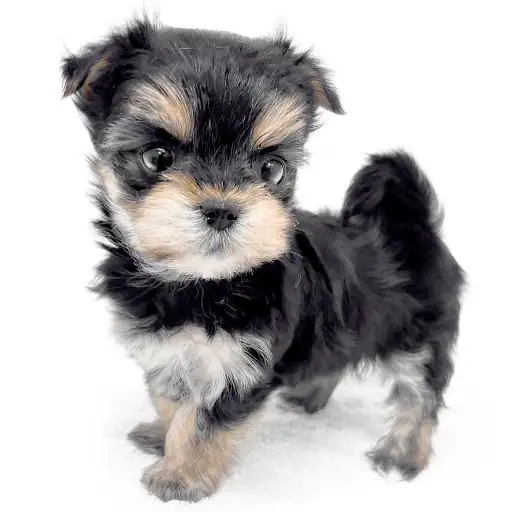 MIX（マルチーズ×ヨークシャーテリア）