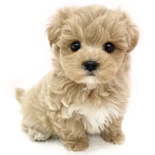 MIX（トイプードル×マルチーズ）