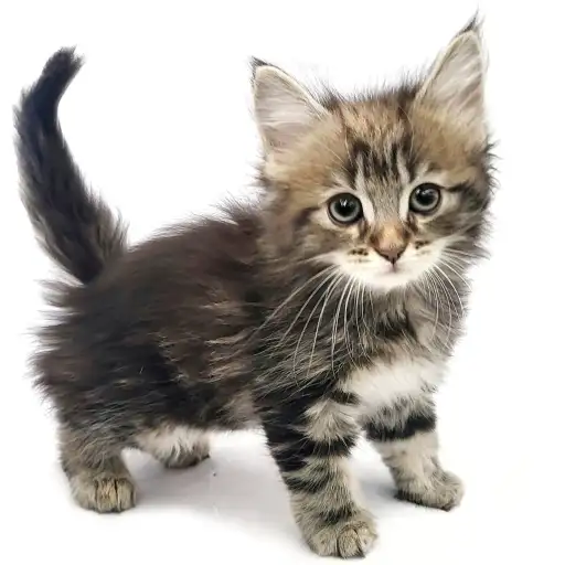 ノルウェージャンフォレストキャット