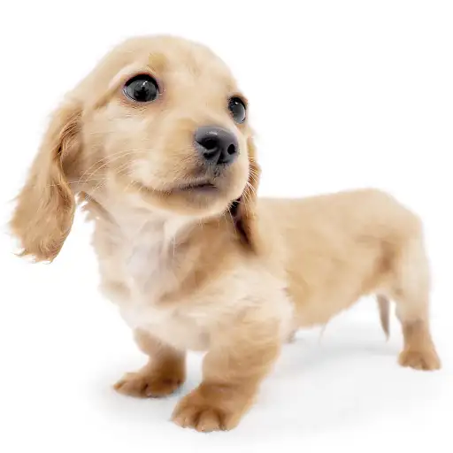 ミニチュア・ダックスフント