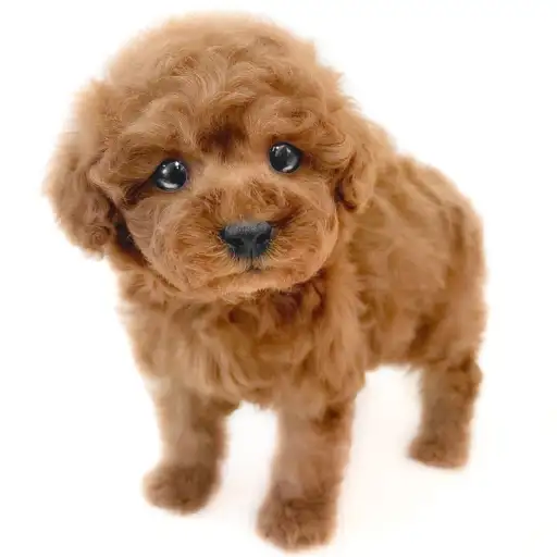 トイ・プードル