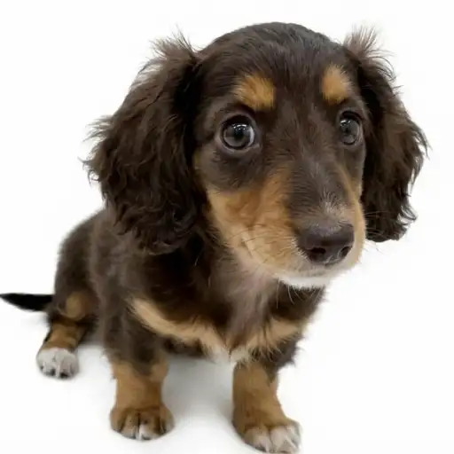 ミニチュア・ダックスフント