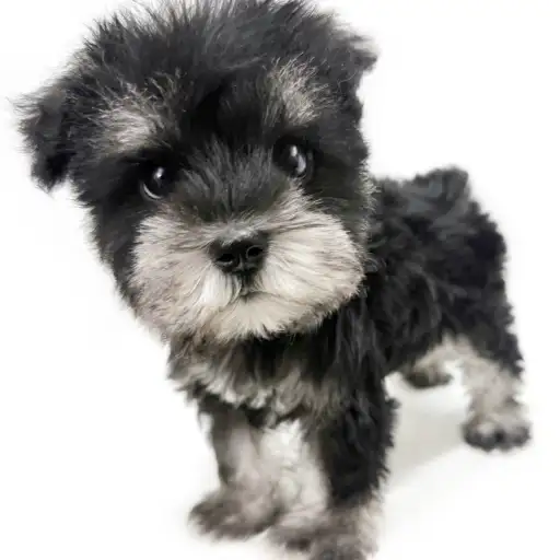 ミニチュア・シュナウザー