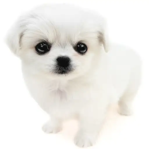 MIX（チワワ×ペキニーズ）