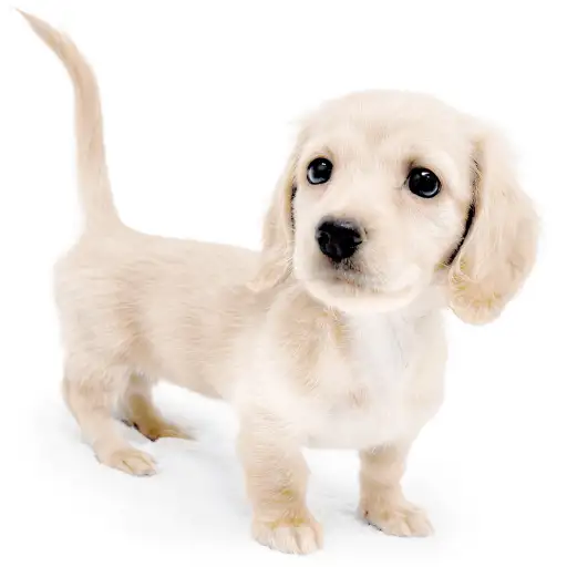 ミニチュア・ダックスフント