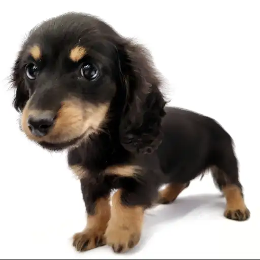 カニンヘン・ダックスフント