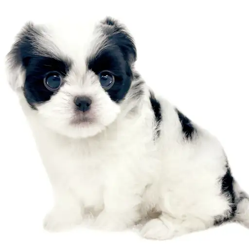 MIX（トイプードル×狆）