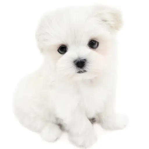 MIX（マルチーズ×ポメラニアン）