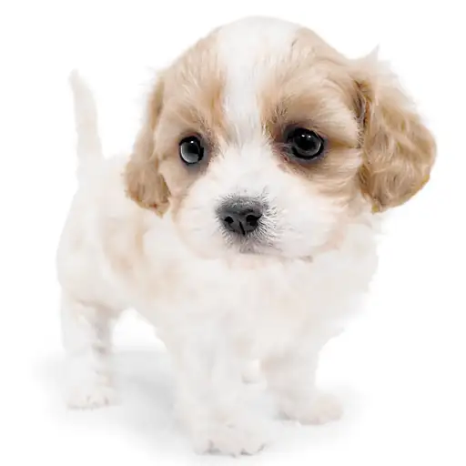 MIX（キャバリアキングチャールズスパニエル×ビションフリーゼ）