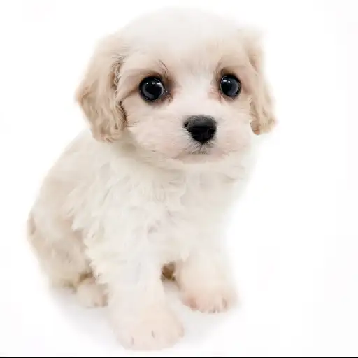 MIX（キャバリアキングチャールズスパニエル×ビションフリーゼ）