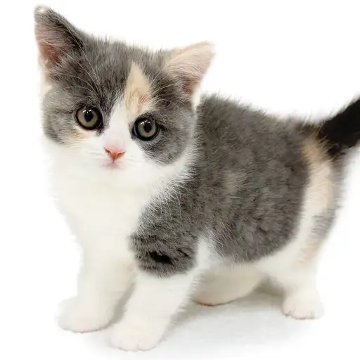 ブリティッシュショートヘア