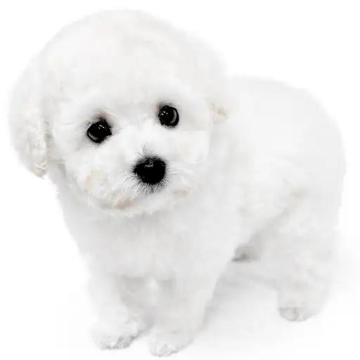 トイ・プードル