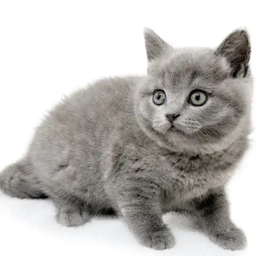 ブリティッシュショートヘア