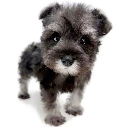 ミニチュア・シュナウザー